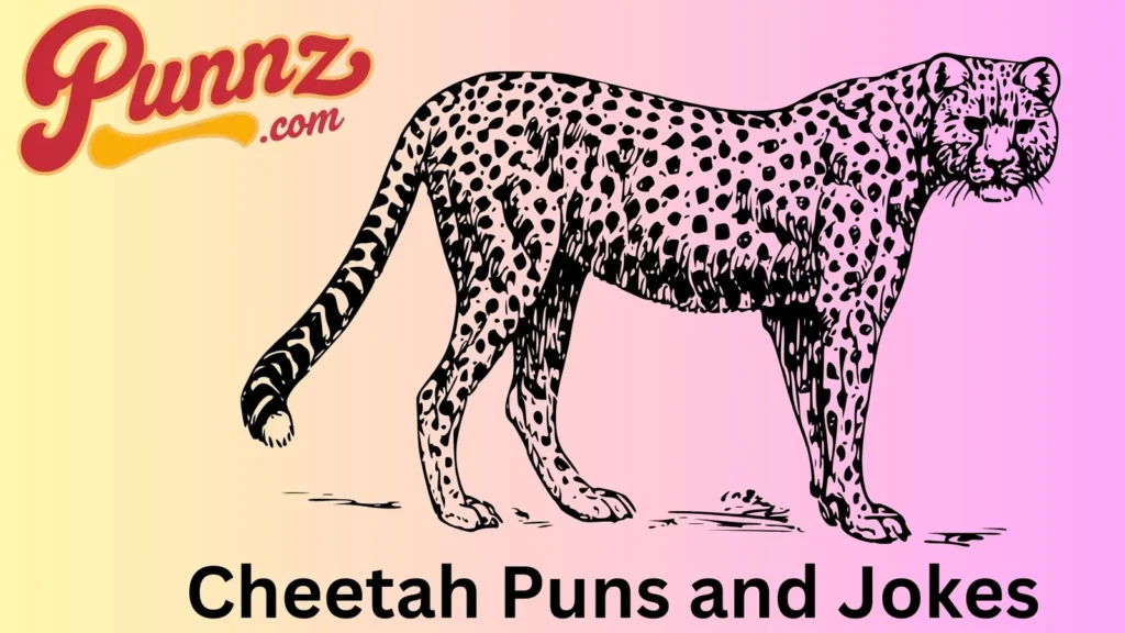 Cheetah Humor 