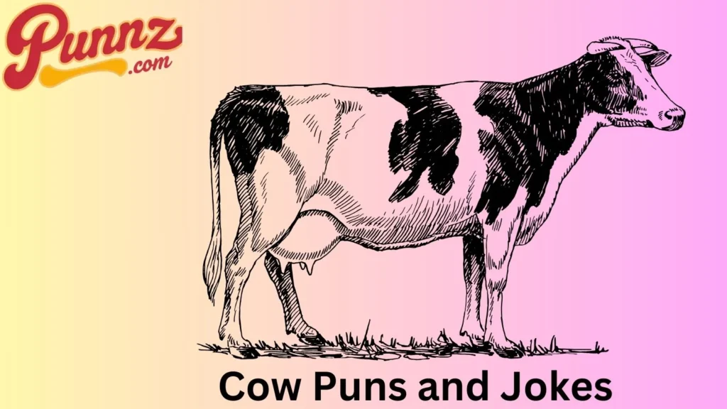 Cow Steer You to Laughter