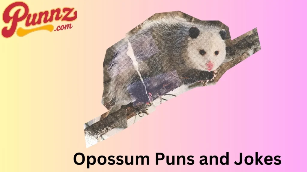 Funniest Opossum Jokes