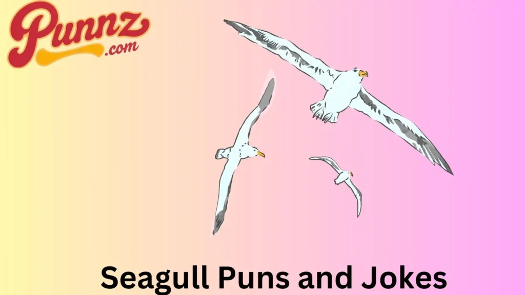 The Best Collection of Seagull