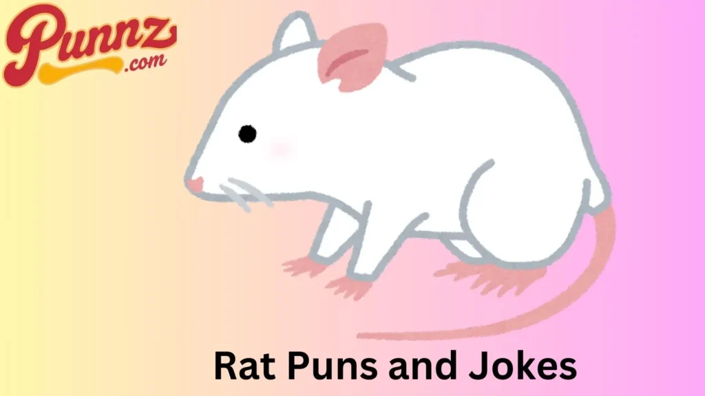The Funniest Rat Jokes
