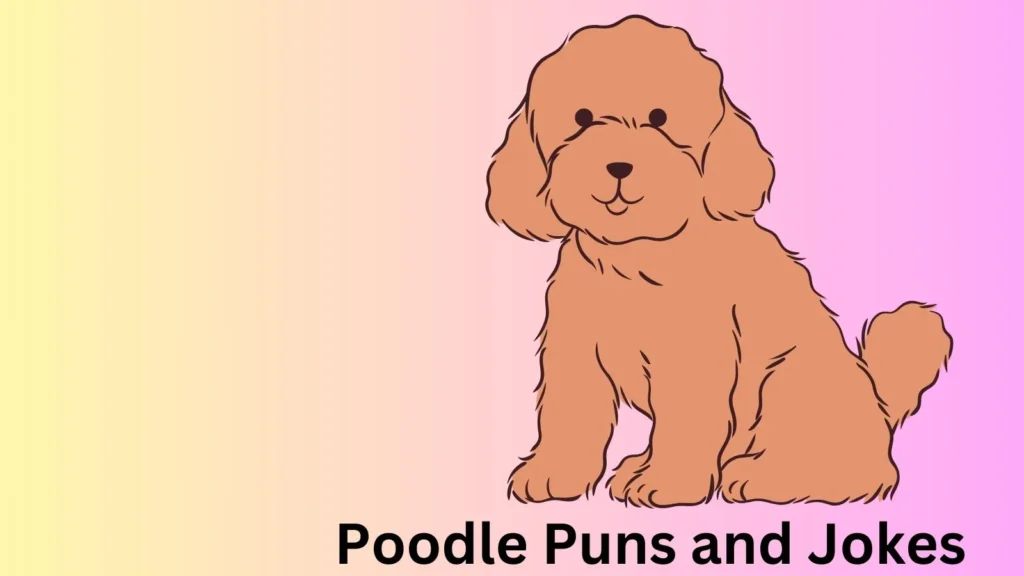 Top Poodle Jokes That Are Simply Fetching