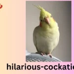 Hilarious Cockatiel Puns