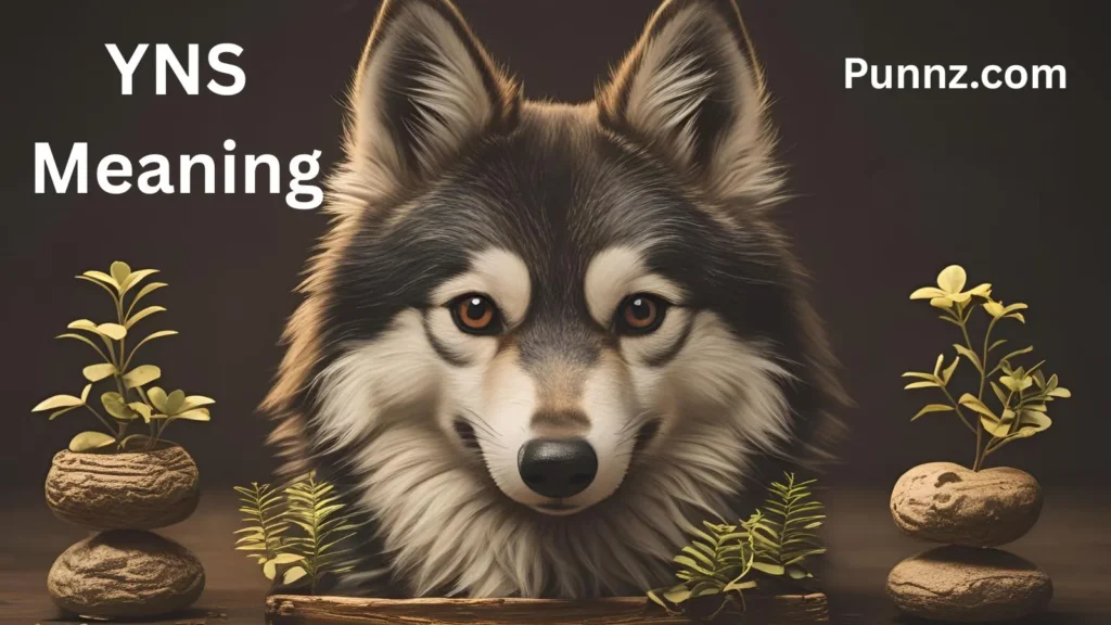 YNS Meaning