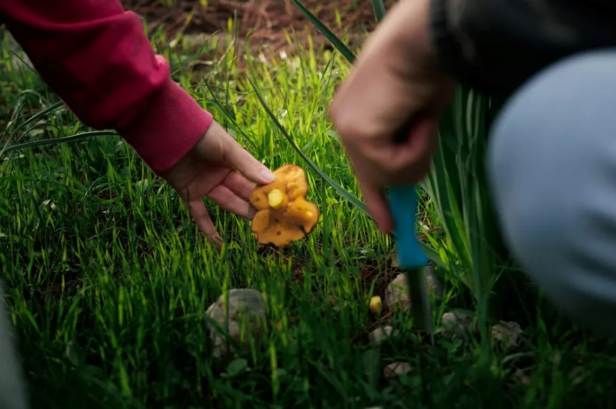 How Seasonal Fertilization and Weed Control Programs Save Your Yard