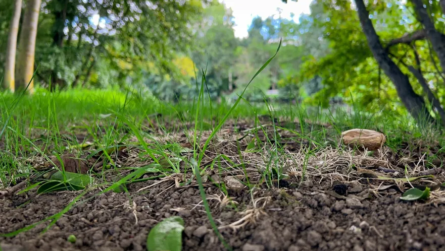 How Seasonal Fertilization and Weed Control Programs Save Your Yard