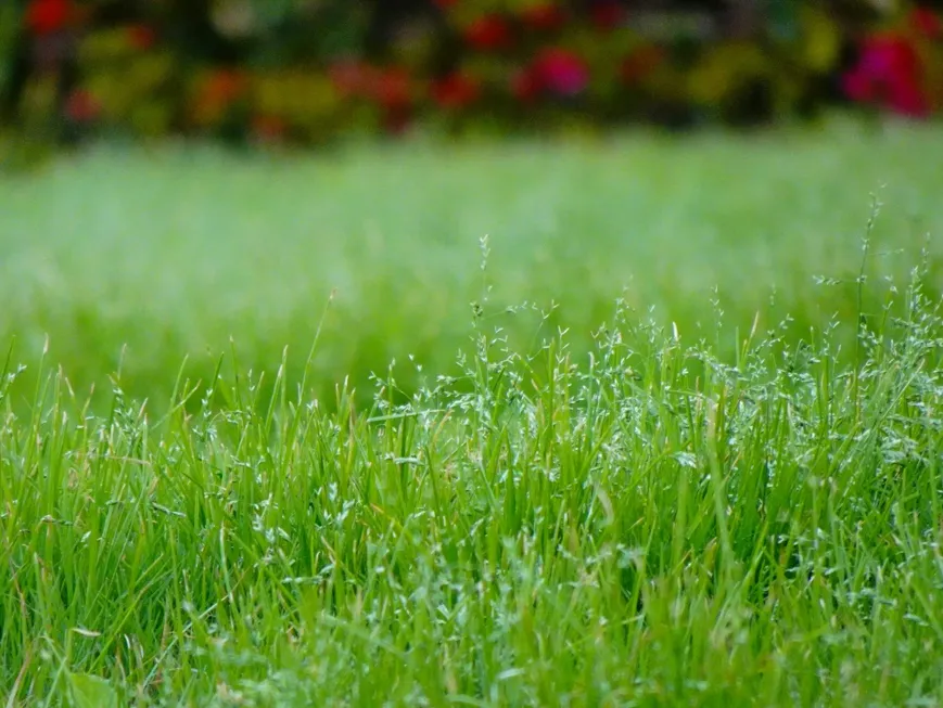 How Seasonal Fertilization and Weed Control Programs Save Your Yard