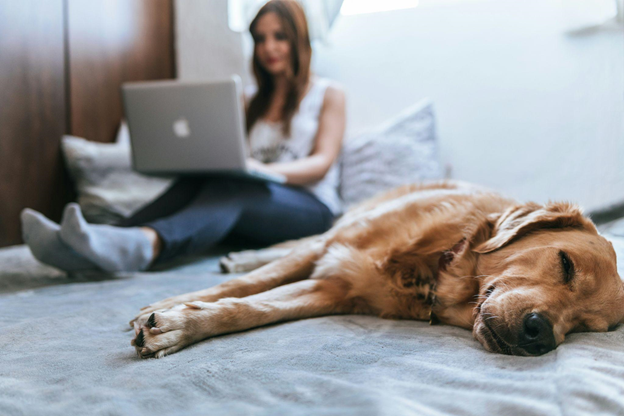 Everyday Changes That Help Pets Feel More Calm at Home Everyday Changes That Help Pets Feel More Calm at Home